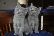 Chatons de Topaze