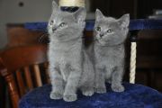 Chatons de Topaze