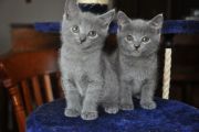 Chatons de Topaze