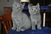 Chatons de Topaze