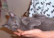 Chaton Chartreux