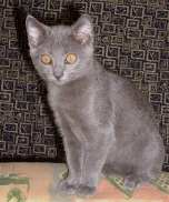 Chaton Chartreux