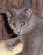 Chaton Chartreux