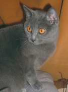 Chaton Chartreux