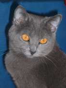 Chaton Chartreux