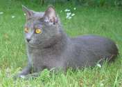 Chaton Chartreux