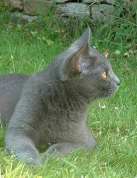 Chaton Chartreux