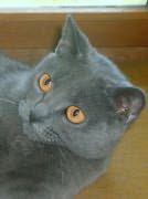 Chaton Chartreux