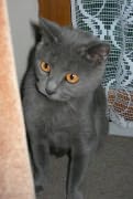 Chaton Chartreux