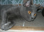 Chaton Chartreux