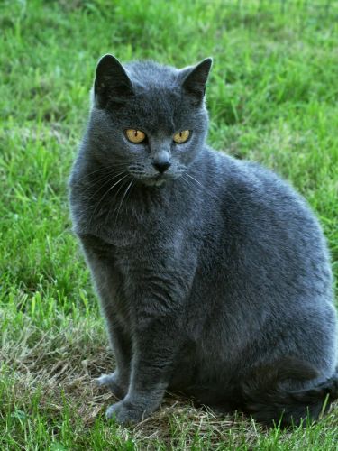 Le chartreux