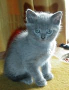 Chaton de Tourmaline