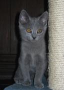 Chartreux