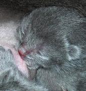 Chartreux
