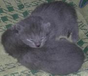 Chartreux