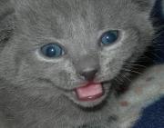 Chartreux