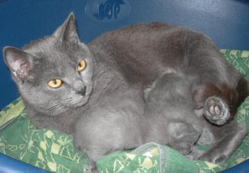 Chartreux