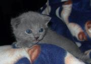 Chartreux
