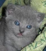Chartreux