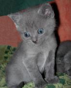 Chartreux