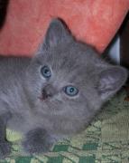 Chartreux