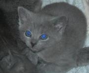 Chartreux