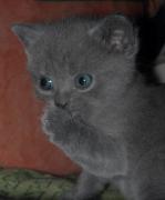 Chartreux