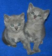 Chartreux