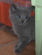 Chartreux