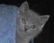 Chartreux