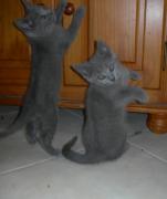 Chartreux