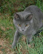 Una - Chartreux Femelle