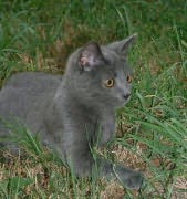 Una - Chartreux Femelle