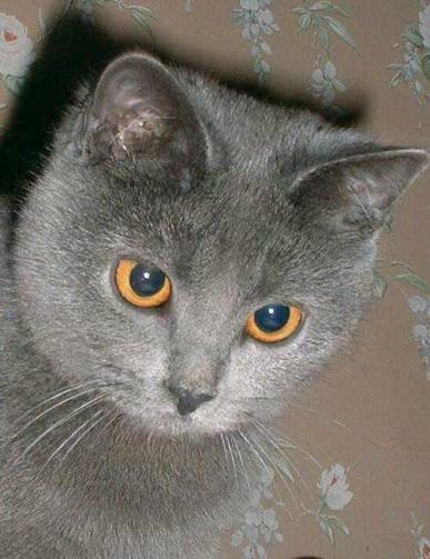 Le chartreux