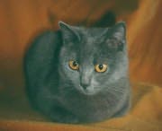 Una - Chartreux Femelle