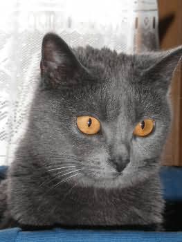 Chaton chartreux