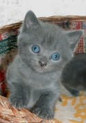 Chaton chartreux