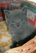 Chaton chartreux