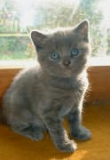 Chaton chartreux