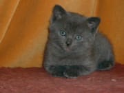 Chaton chartreux