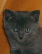 Chaton chartreux