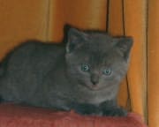 Chaton chartreux