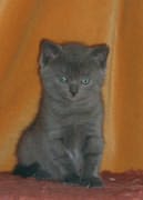 Chaton chartreux