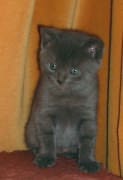 Chaton chartreux