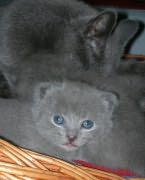 Chaton Chartreux