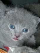 Chaton Chartreux