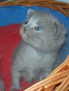 Chaton Chartreux