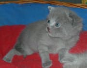 Chaton Chartreux