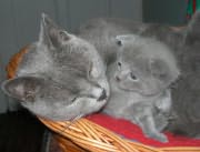 Chaton Chartreux