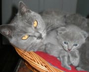 Chaton Chartreux